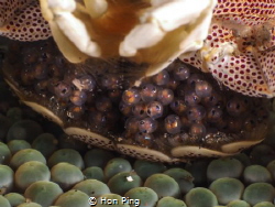 Babies - Porcelain crab by Hon Ping 